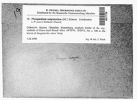 Phragmidium sanguisorbae image